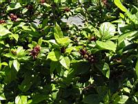 Calycanthus floridus, fam. Calycanthacees, USA (4) (Photo F. Mrugala)